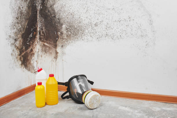 Best Mold Testing  in Stevensville, MI