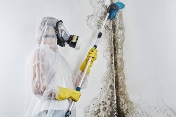Best Home Mold Removal  in Stevensville, MI
