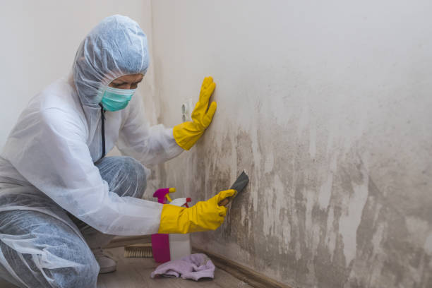 Best Mold Testing  in Stevensville, MI