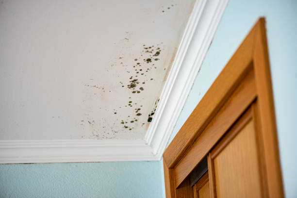 Best Mold Removal Near Me  in Stevensville, MI