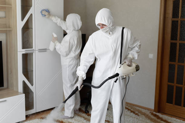 Best Certified Mold Removal  in Stevensville, MI