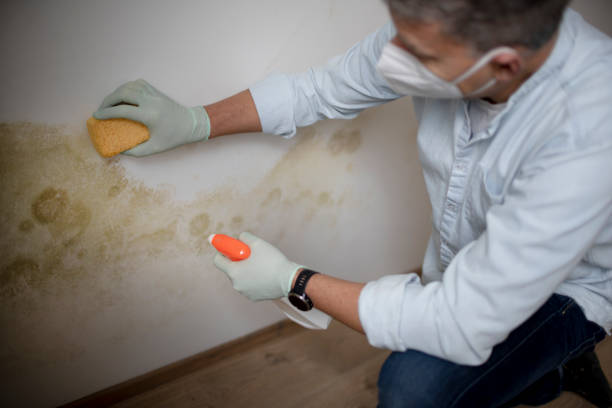 Best Emergency Mold Removal  in Stevensville, MI