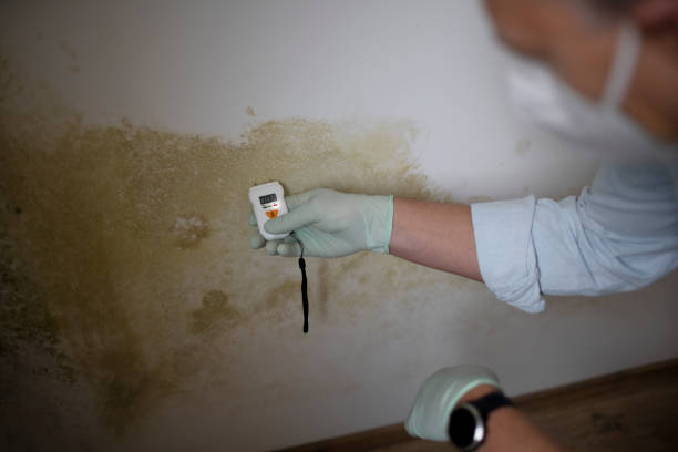 Best Affordable Mold Removal  in Stevensville, MI