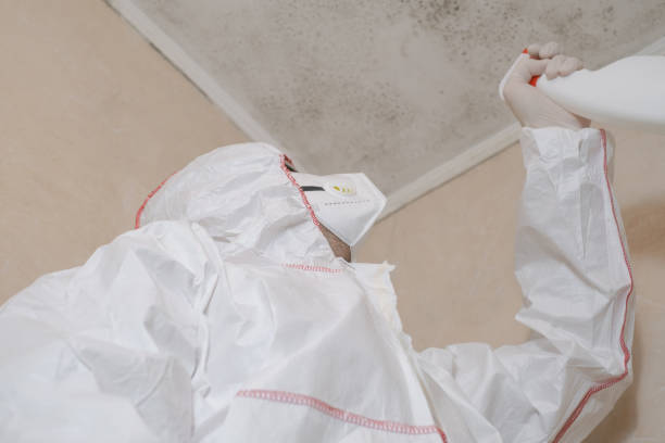Best Mold Removal and Inspection  in Stevensville, MI