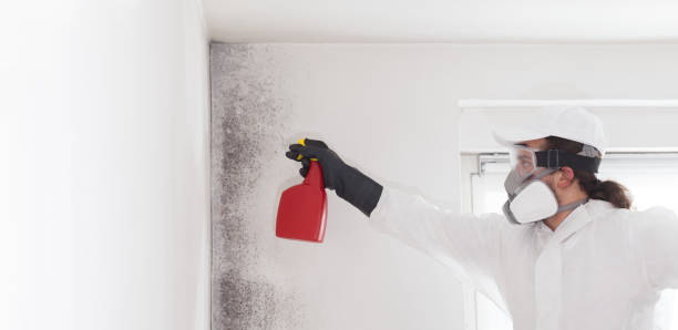 Best Commercial Mold Removal  in Stevensville, MI