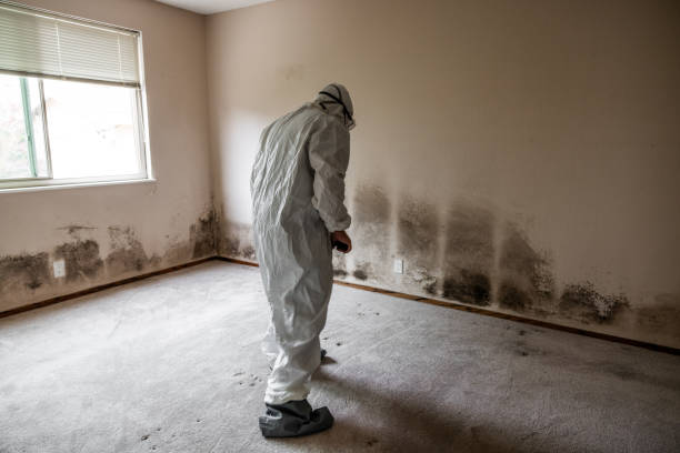 Mold Removal and Inspection in Stevensville, MI