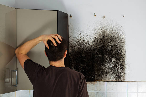 Best Crawl Space Mold Removal  in Stevensville, MI