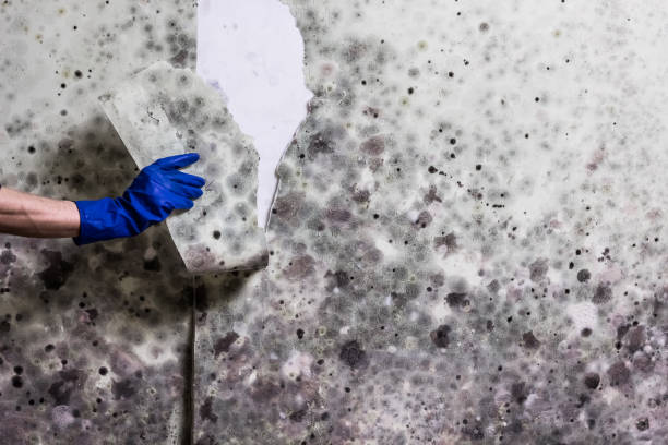 Best Home Mold Removal  in Stevensville, MI