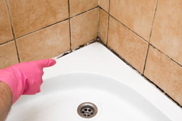 Best Local Mold Removal Service  in Stevensville, MI